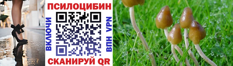 закладки  Орехово-Зуево  Псилоцибиновые грибы Psilocybine cubensis 